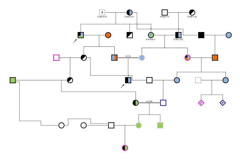 PedigreeXP - Complex relationships spanning over generations